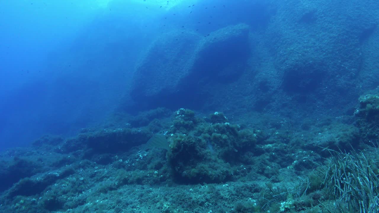 海洋生物-在海底游泳的海底射线视频下载