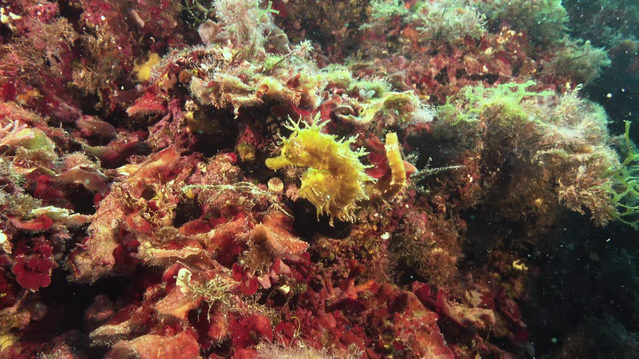 海洋生物-海马-地中海水下视频下载