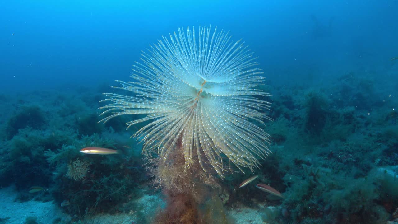 海底生物-海虫-螺旋仪-在深海海底视频下载