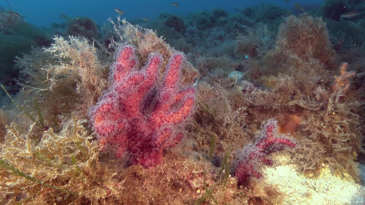 深海-红柳-软珊瑚-视频下载