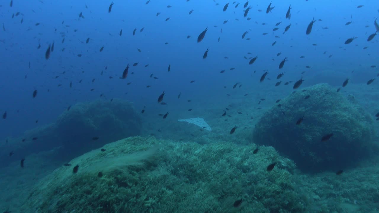 海洋生物-在海底游泳的海底射线视频下载