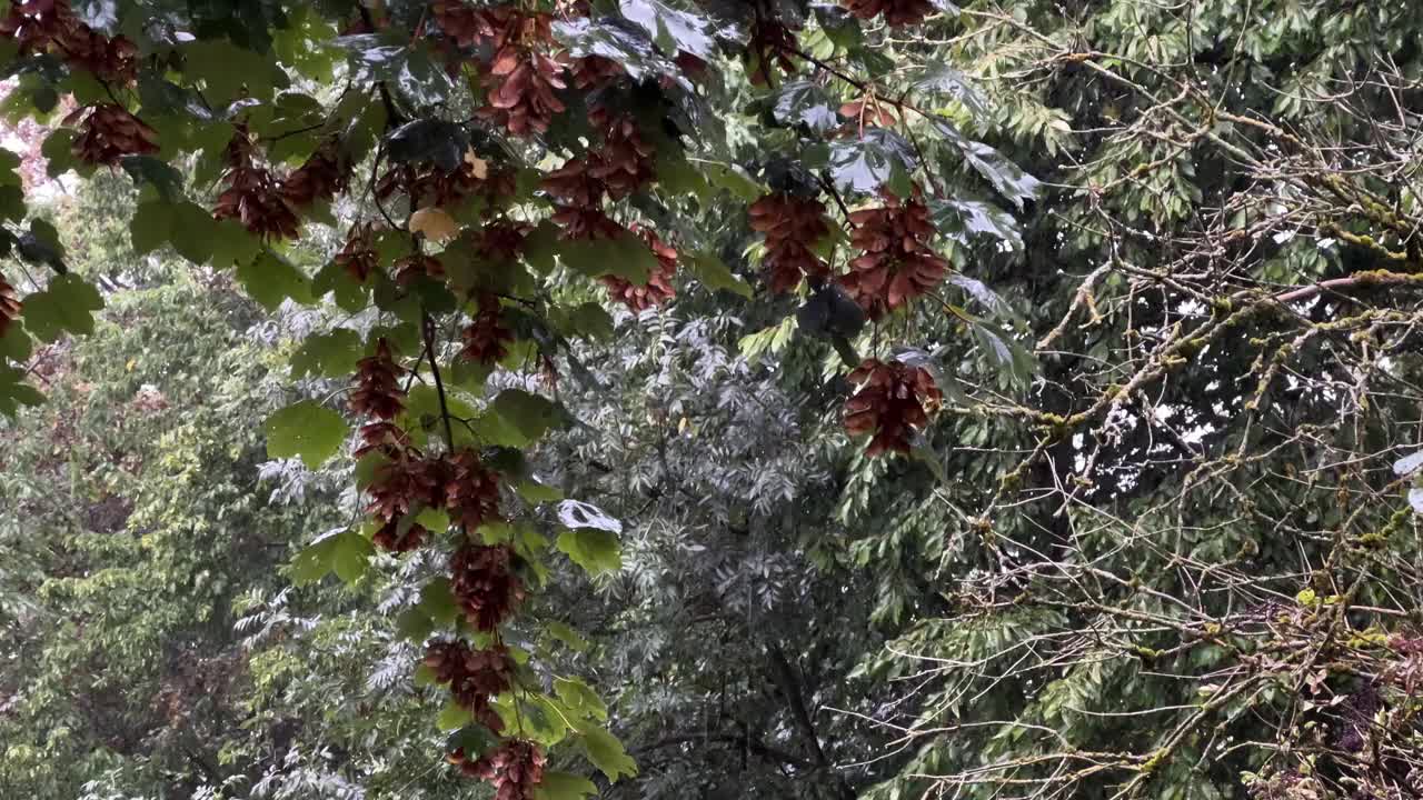 大雨在枫枝林中视频下载