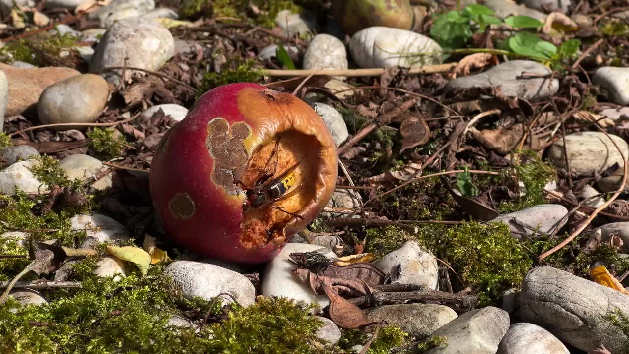 大黄蜂和昆虫正在吃苹果视频下载