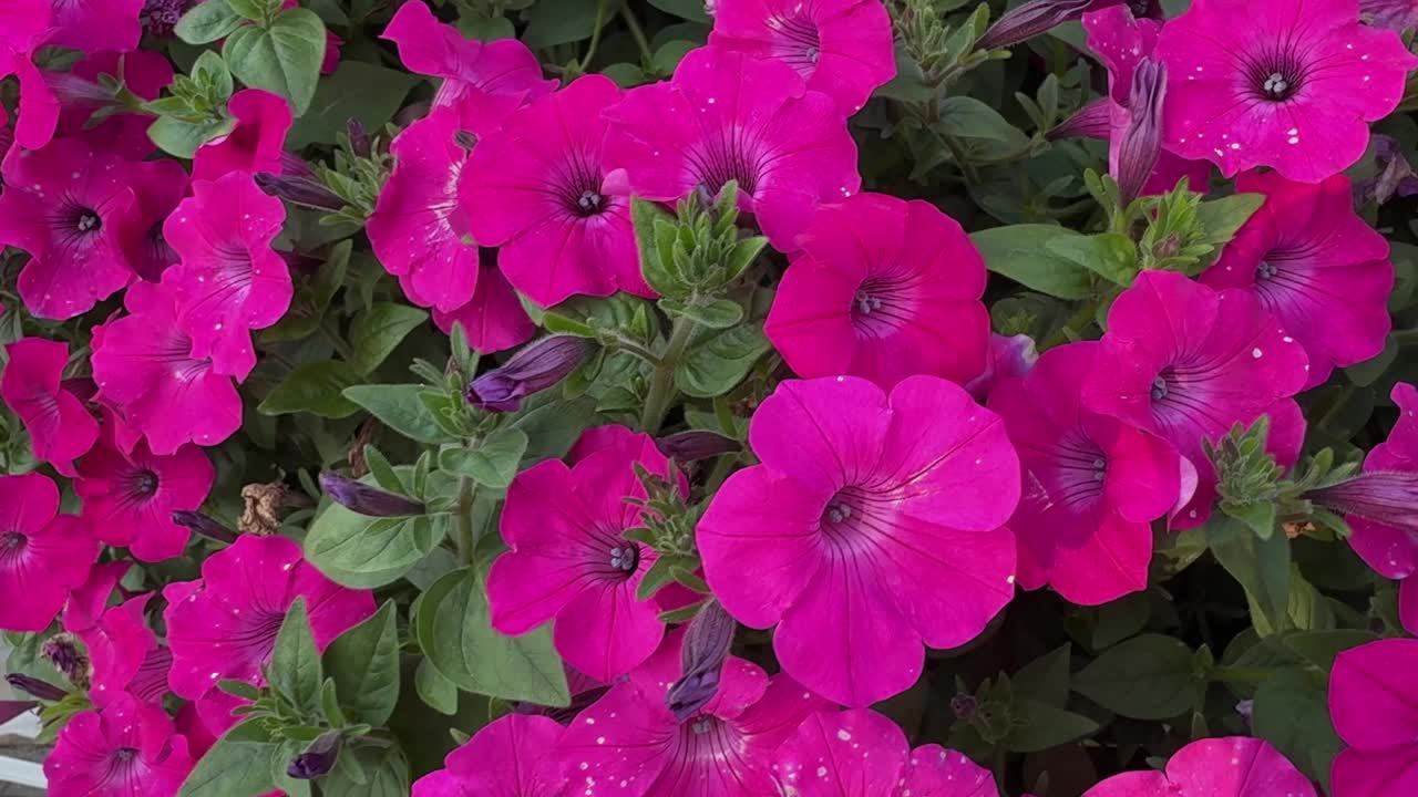 美丽的粉红色牵牛花盛开的特写。背景与新鲜的彩色花朵视频下载