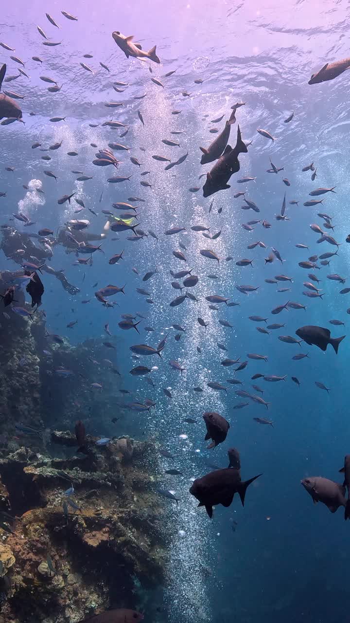 自由海难视频下载