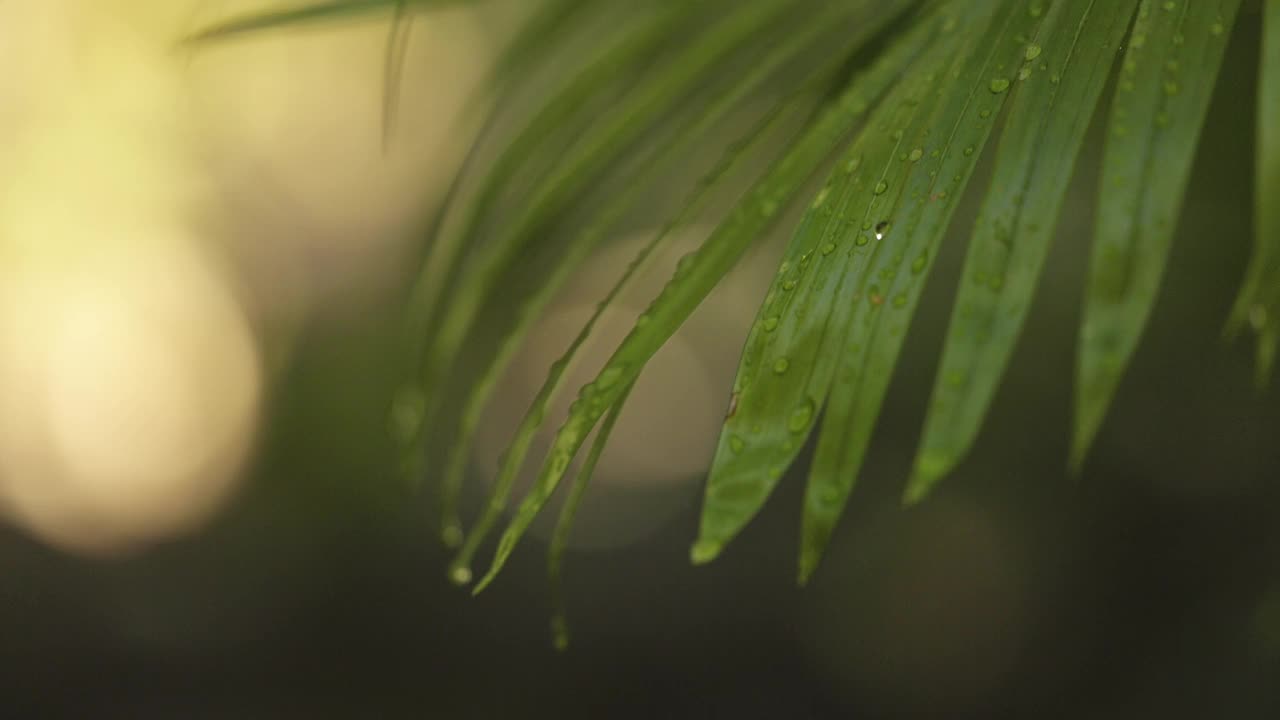 自然光线下的雨林景象，微风和水从蕨类植物中滴下视频下载