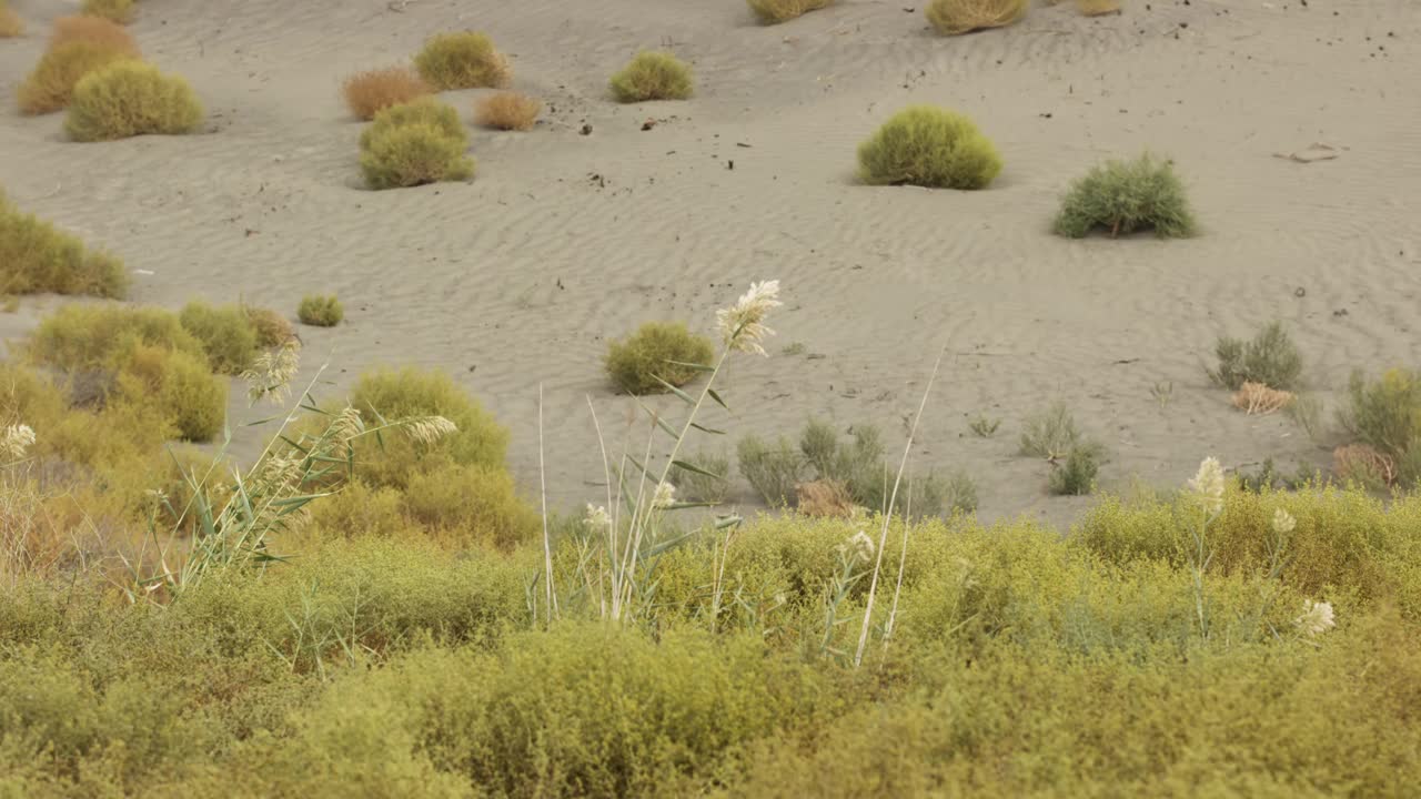 沙丘的全景，有灌木和草，上面有一个陶罐和花视频下载