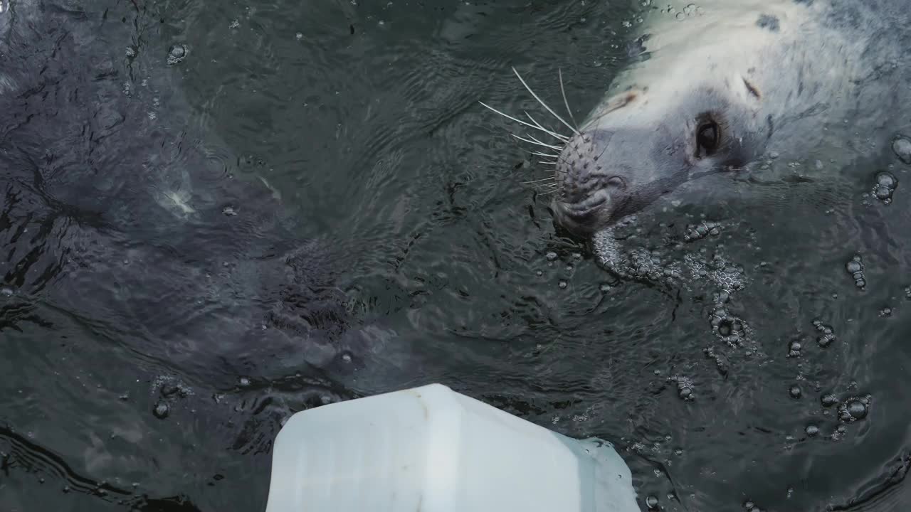 水族馆里灰海豹与塑料容器的互动。马头海豹在水里游泳视频素材