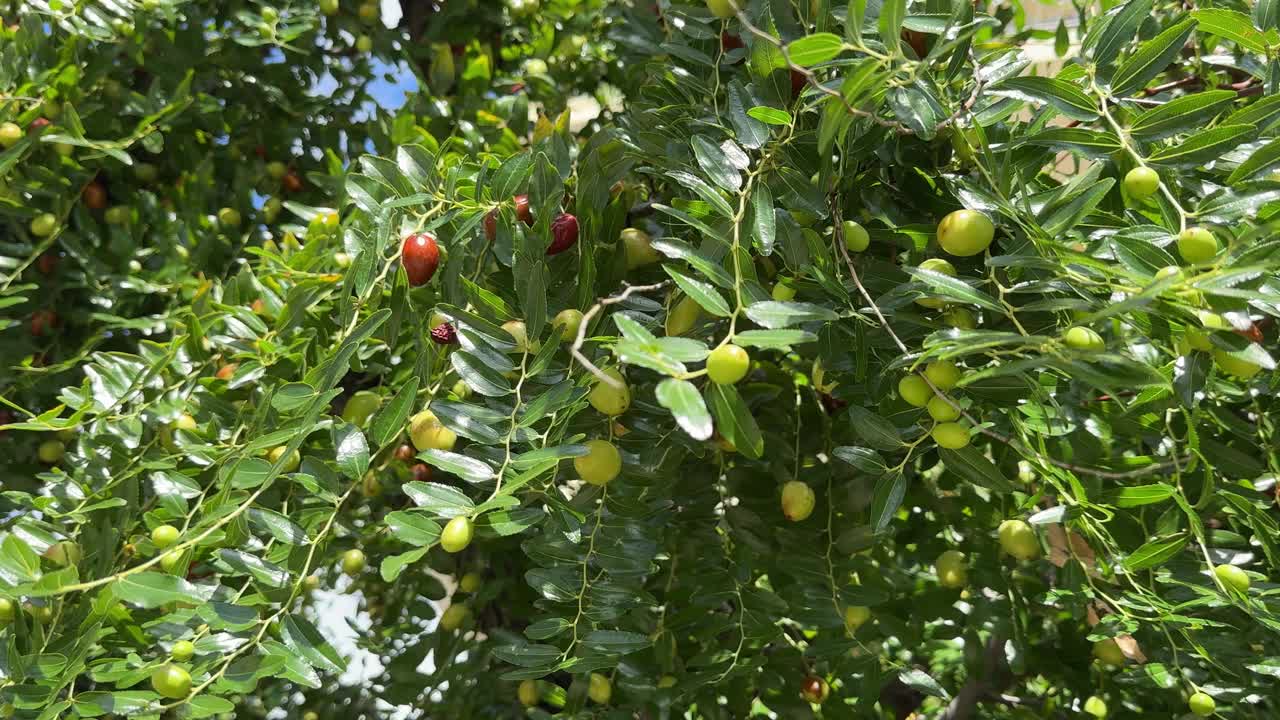 果树有枣、红枣、红枣、枣子。视频下载