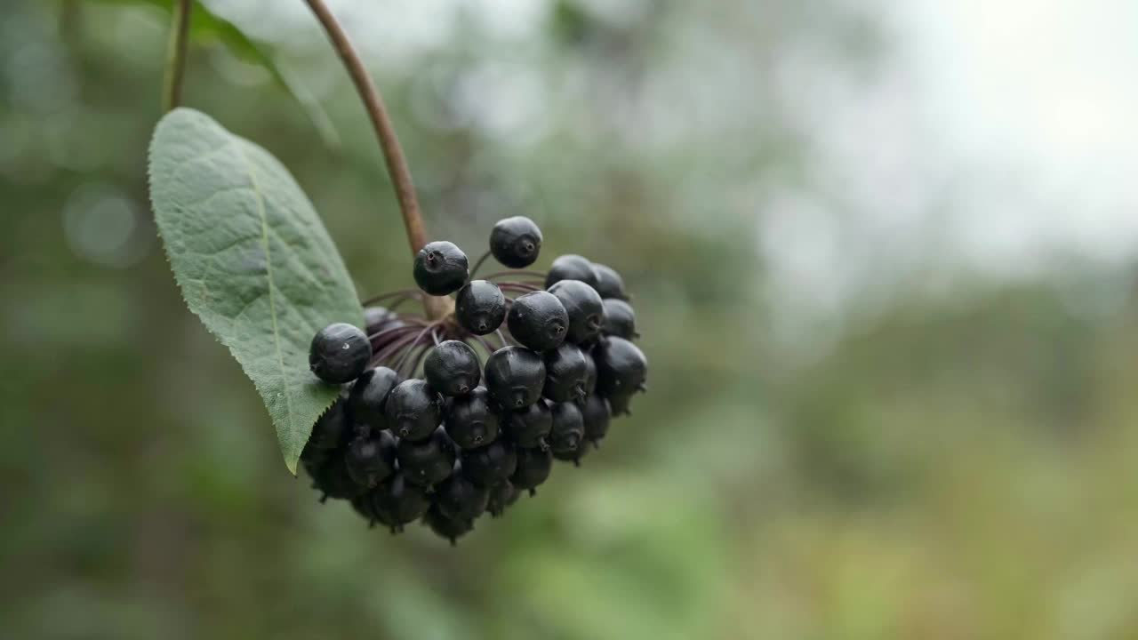 附属物棘球绦虫枝干与果实的特写。视频下载