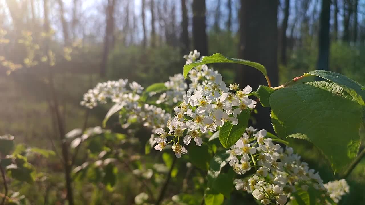 鸟，樱花。在阳光明媚的春天早晨，森林里盛开着白色的花朵和绿色的叶子。枝与鸟樱桃树白色的花朵。自然背景。自然森林视频素材