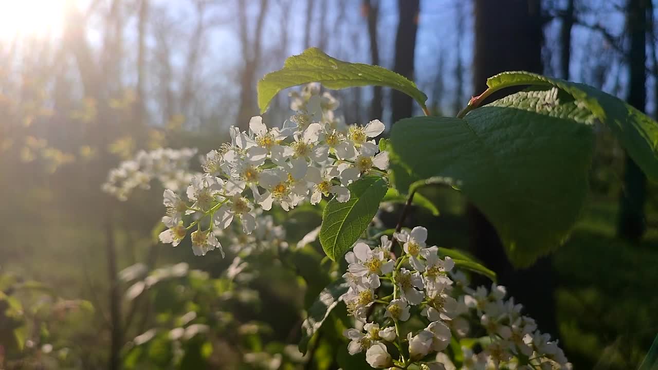 鸟，樱花。在阳光明媚的春天早晨，森林里盛开着白色的花朵和绿色的叶子。枝与鸟樱桃树白色的花朵。自然背景。自然森林视频素材