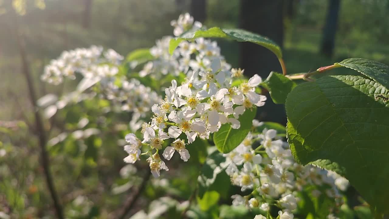 鸟，樱花。在阳光明媚的春天早晨，森林里盛开着白色的花朵和绿色的叶子。枝与鸟樱桃树白色的花朵。自然背景。自然森林视频下载