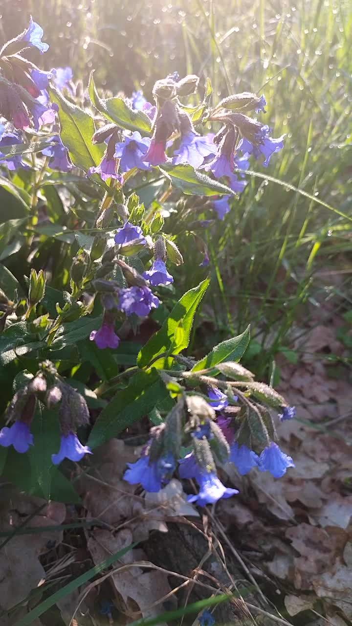 紫色粉红色的肺草花。小紫色的花，绿色的叶子，野生草本植物在阳光下的森林在春天的一天。低矮的多年生草本植物。野生药用可食植物。垂直视频素材