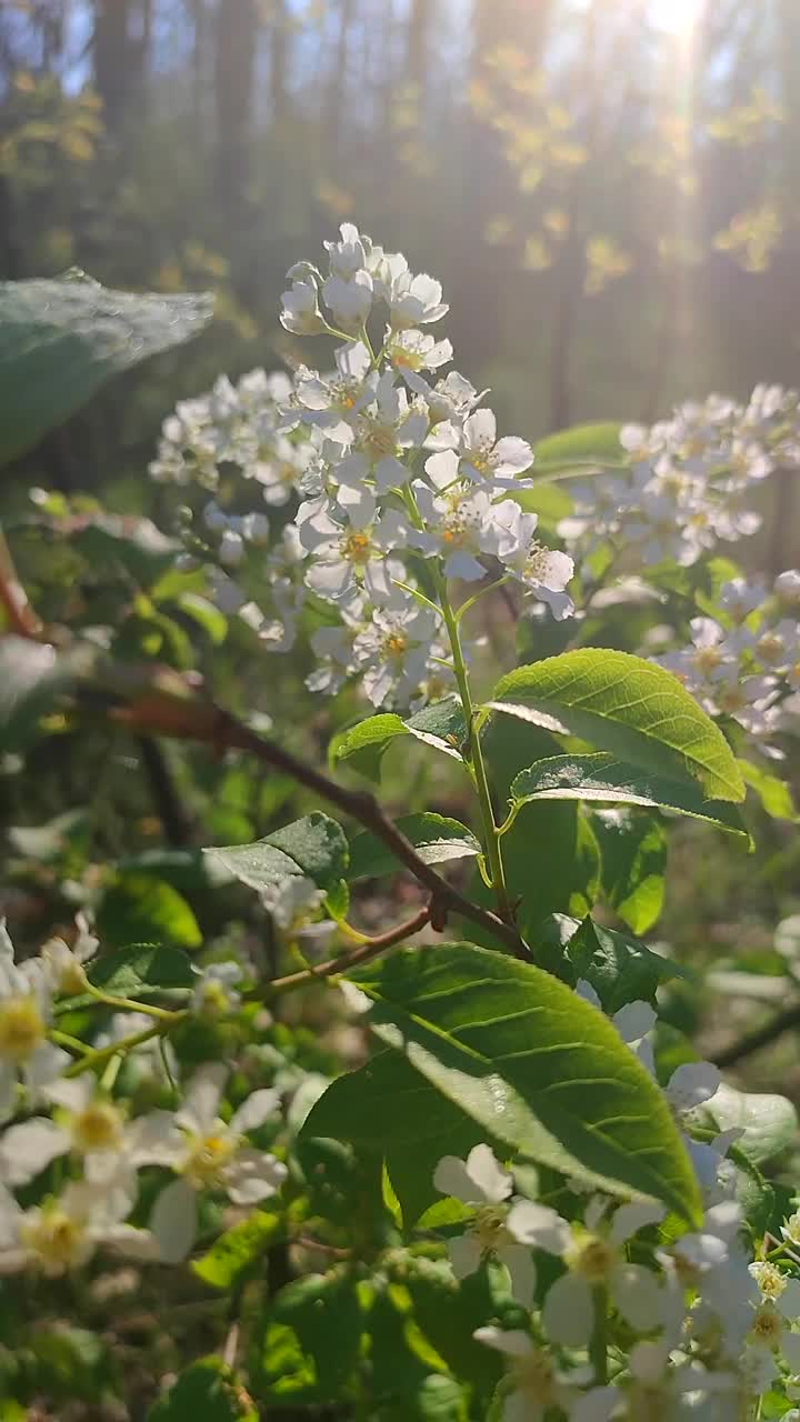 鸟，樱花。在阳光明媚的春天早晨，森林里盛开着白色的花朵和绿色的叶子。树枝上开着白色的花。自然背景。自然森林。垂直视频素材