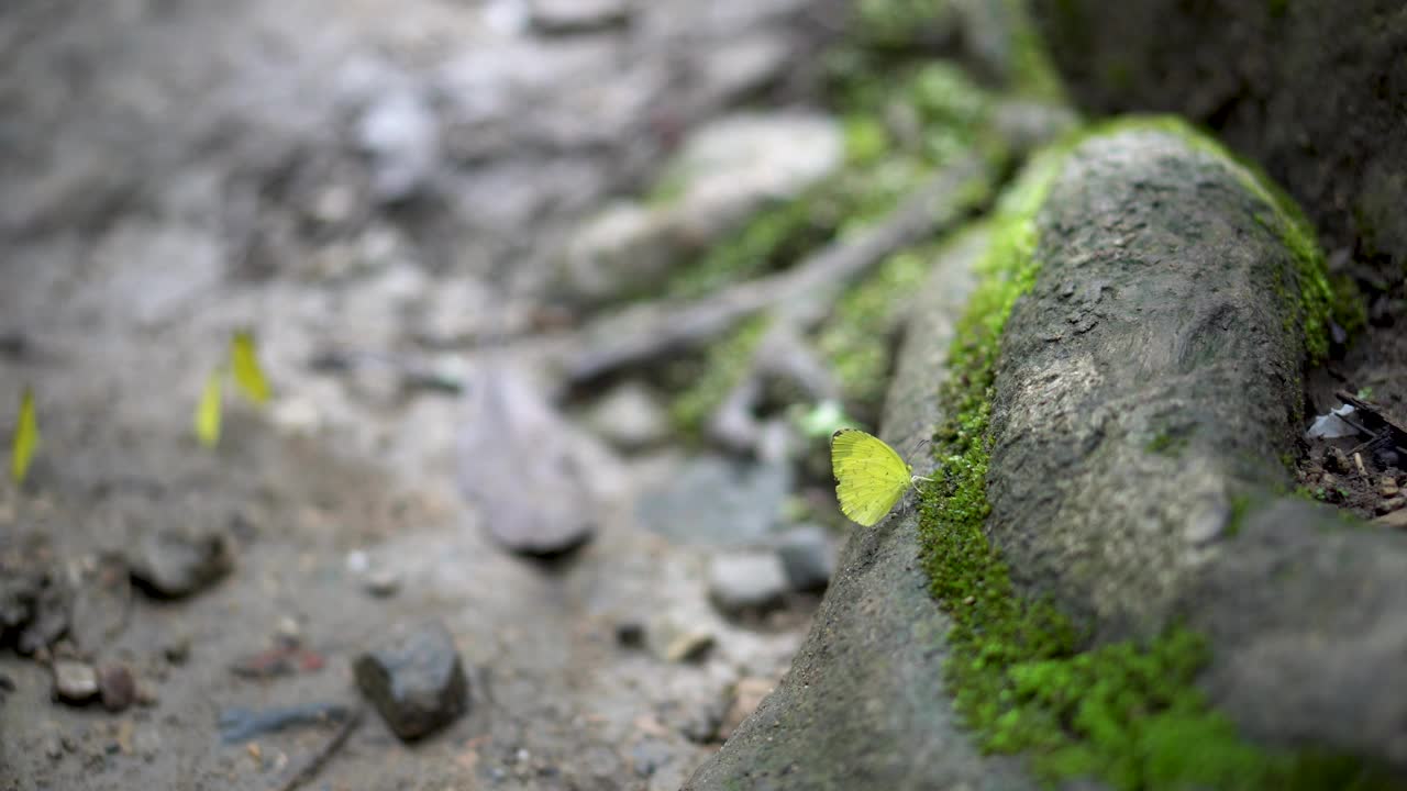 成群的蝴蝶在户外自然夏天的阳光明媚的日子里。视频素材