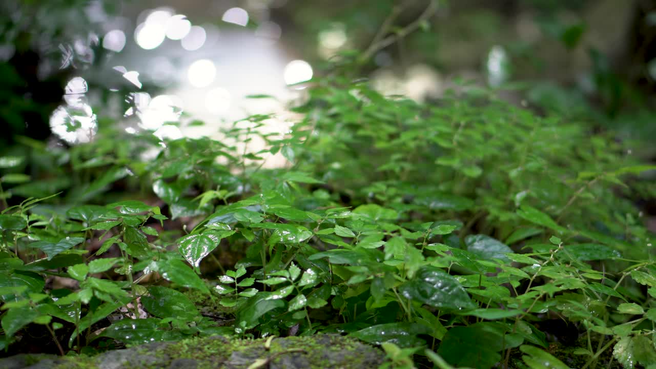 雨林中的瀑布。视频下载