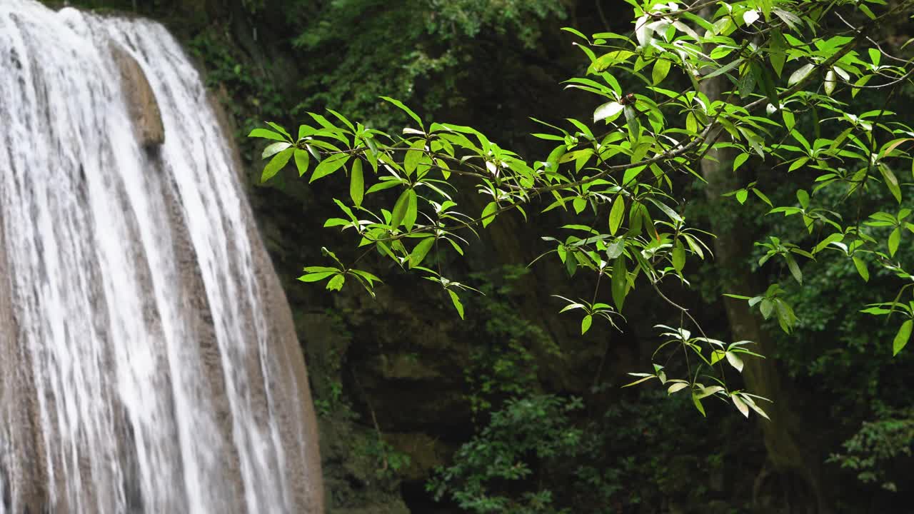 雨林中的瀑布。视频下载