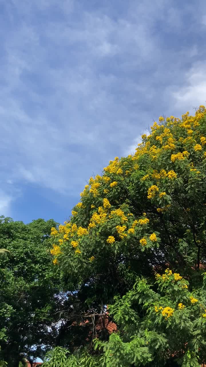 开花的热带树视频下载