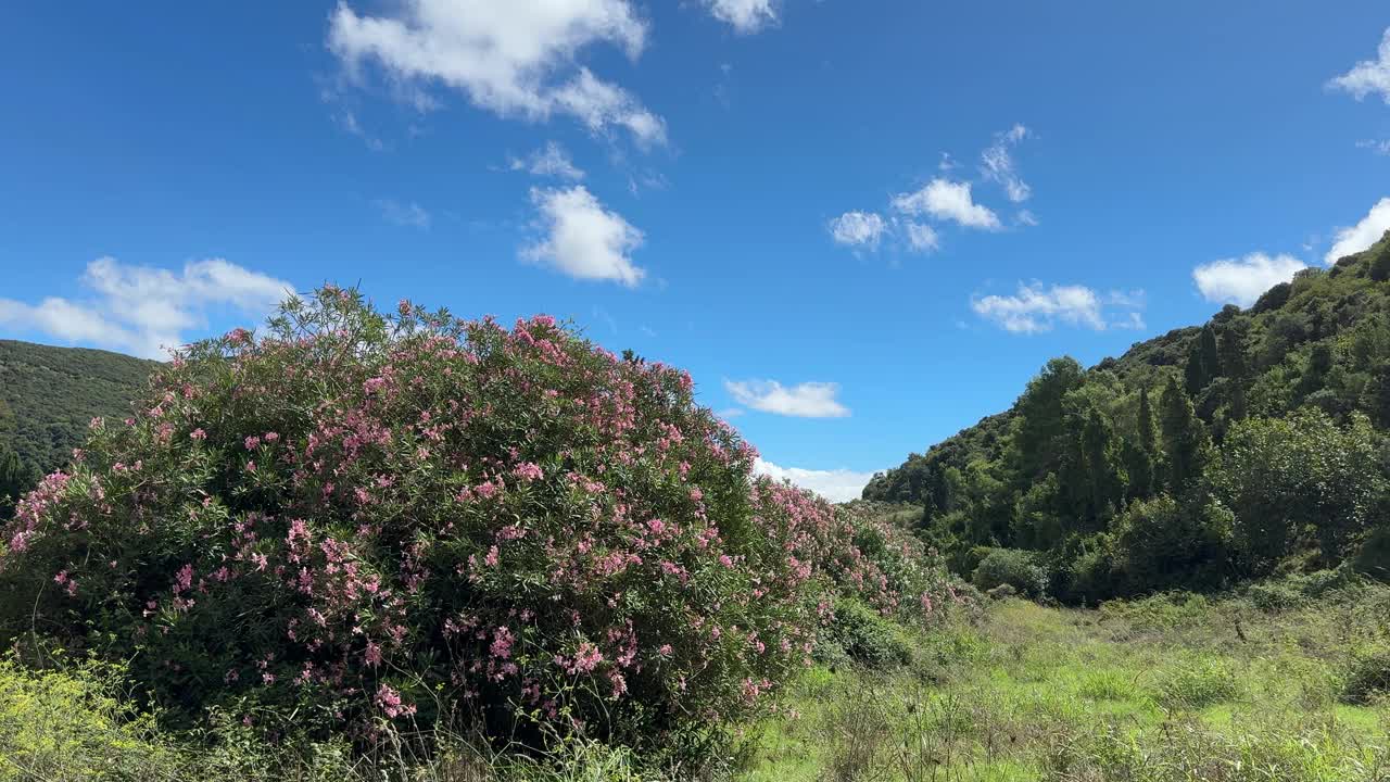 夹竹桃灌木在草地和天空，风景自然在山上。视频下载