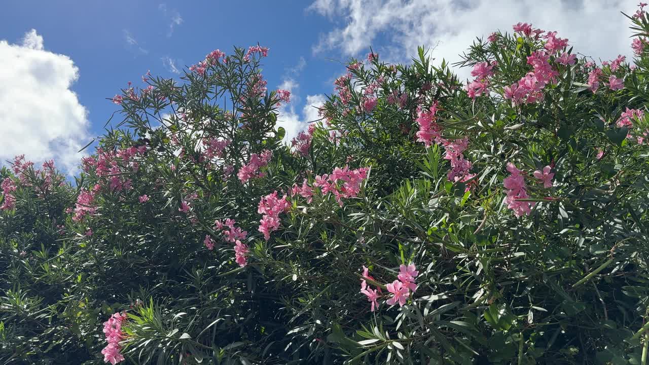 夹竹桃丛粉红色美丽的花朵对着天空。视频下载