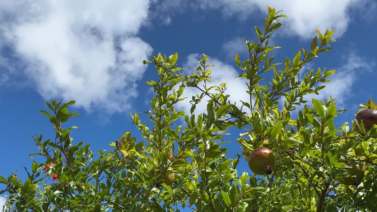 花园里的石榴树。视频下载