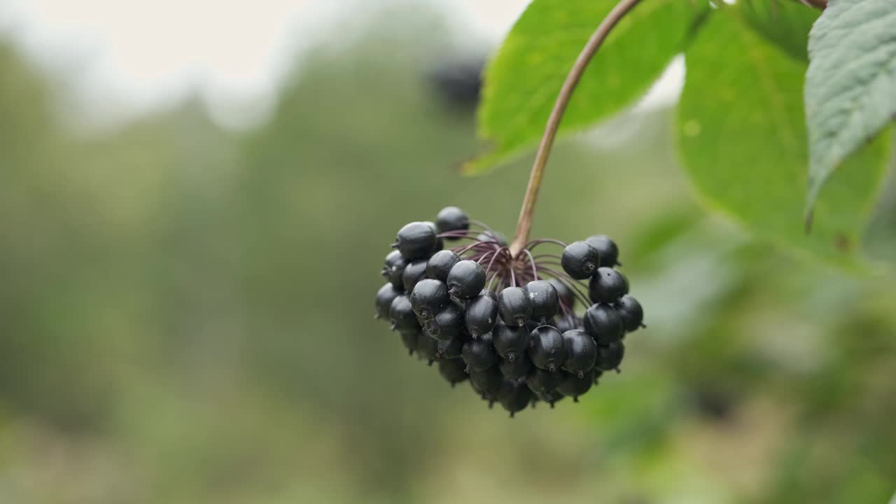 附属物棘球绦虫枝干与果实的特写。视频下载