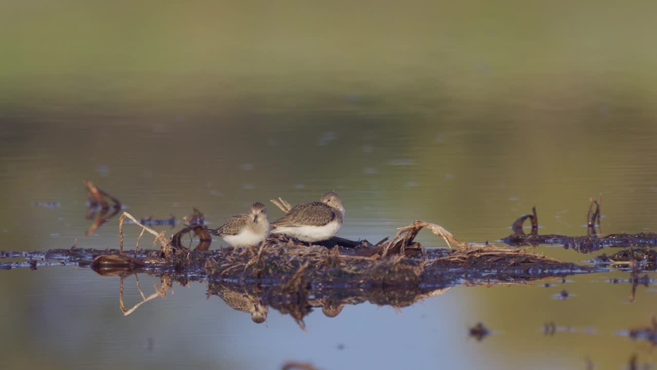 在一个阳光明媚的秋天早晨，Temminck's stens (Calidris temminckii)鸟在沼泽的小山丘上休息。视频素材