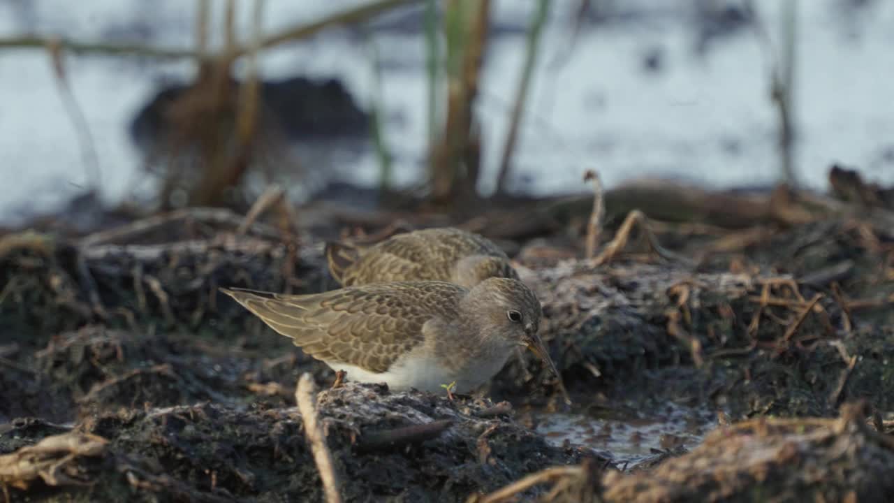 在一个阳光明媚的秋天早晨，Temminck's stens (Calidris temminckii)鸟穿过沼泽。视频下载