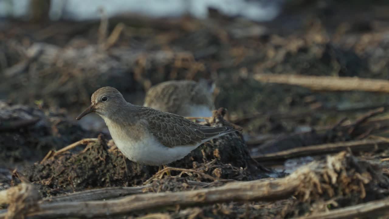 在一个阳光明媚的秋天早晨，Temminck's stens (Calidris temminckii)鸟穿过沼泽。视频下载