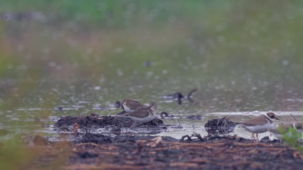 在一个多云的秋天早晨，Temminck's stens (Calidris temminckii)鸟在沼泽的小山丘上休息。视频下载