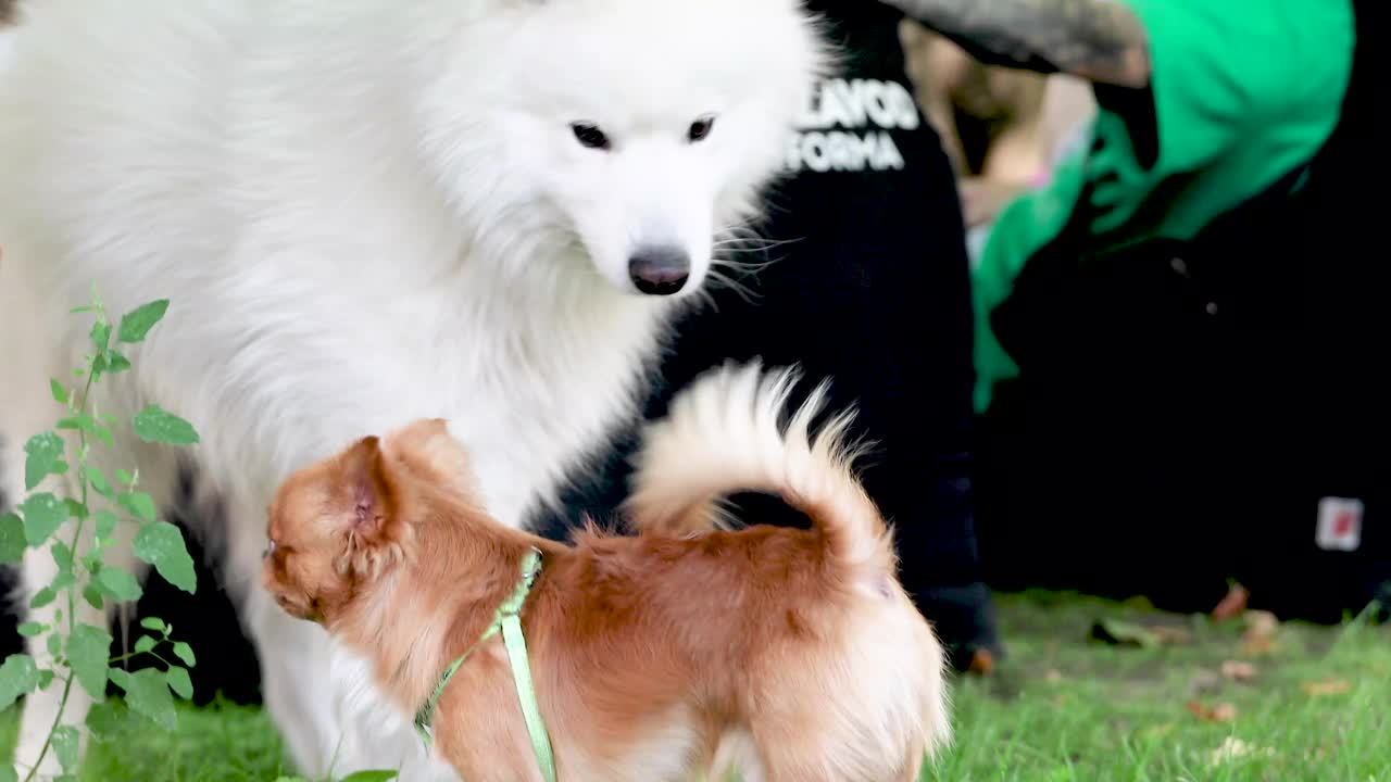 美丽的萨摩耶公犬遇见吉娃娃。大狗和小狗。狗的社会化视频下载