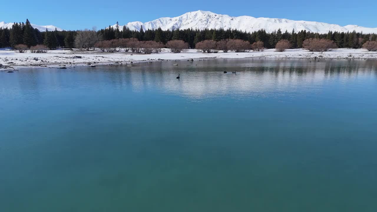 在霜冻的日子里，黑天鹅在蒂卡波湖享受清澈的湖水视频下载