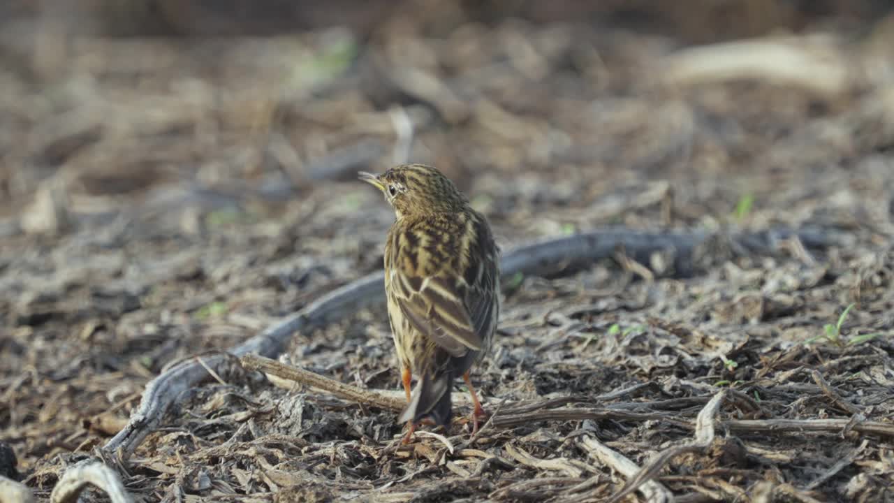 红喉鸟(Anthus cervinus)在沼泽中漫步。视频素材