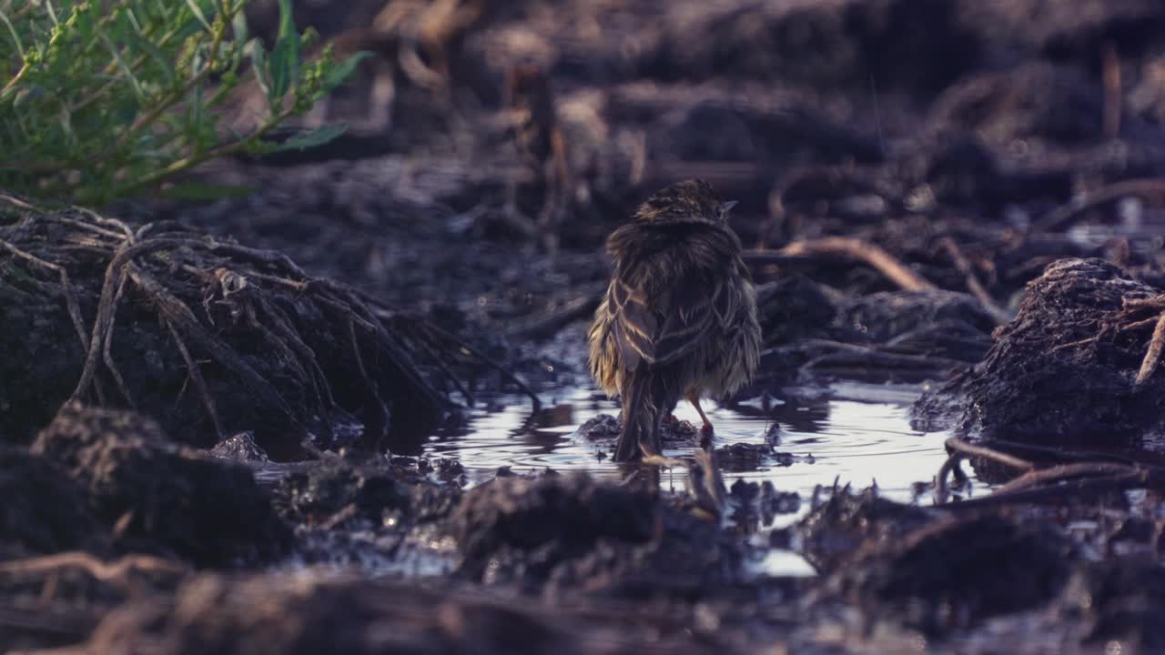 红喉鸟(Anthus cervinus)在水坑里洗完澡后晾干羽毛。视频下载