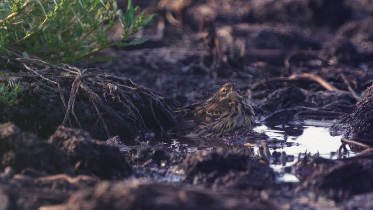 红喉鸟(Anthus cervinus)在水坑里洗完澡后晾干羽毛。视频下载