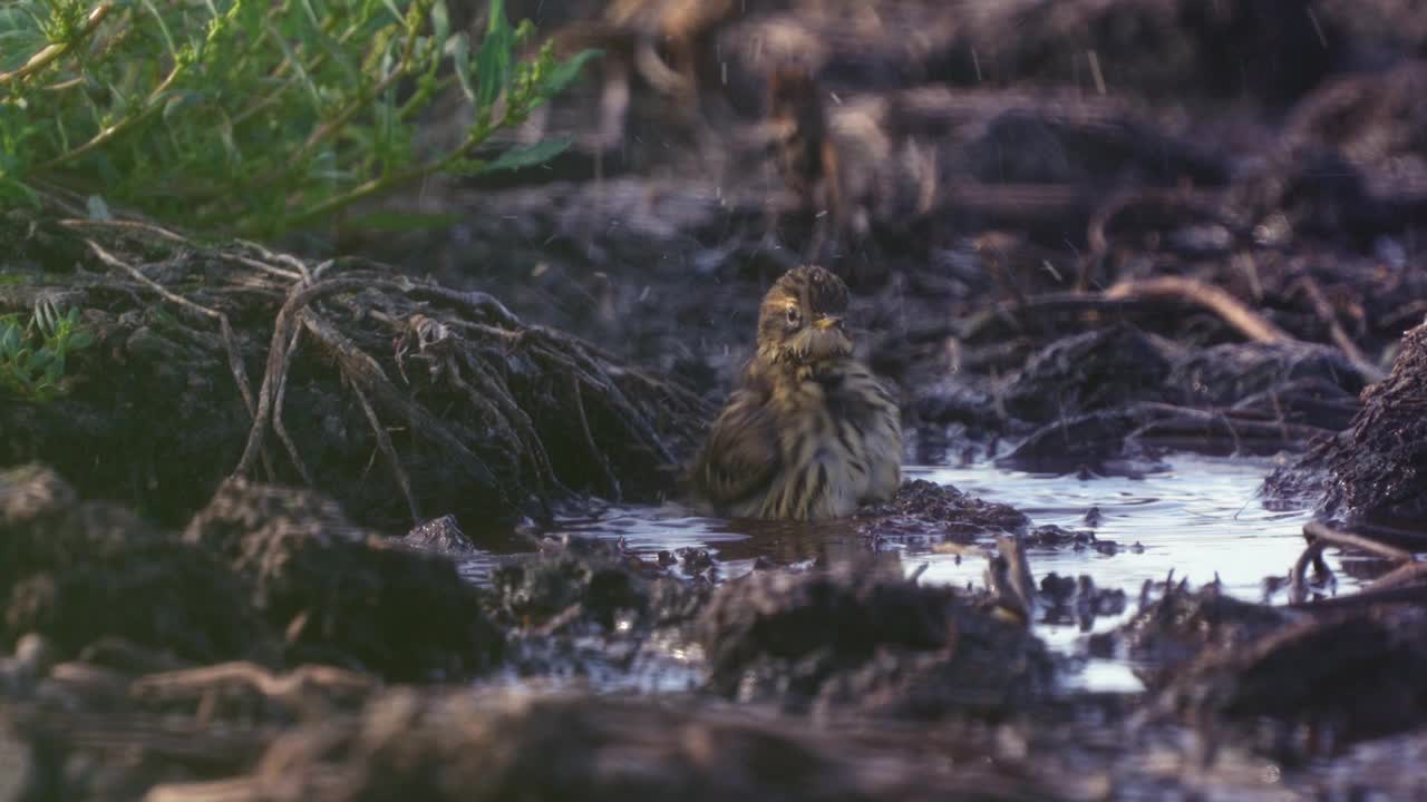 红喉鸟(Anthus cervinus)在沼泽的水坑里拍打自己。视频下载