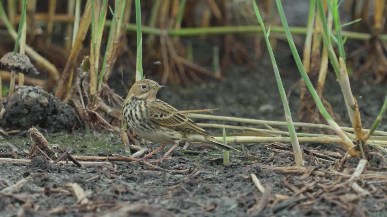 红喉鸟(Anthus cervinus)在沼泽中漫步。视频素材