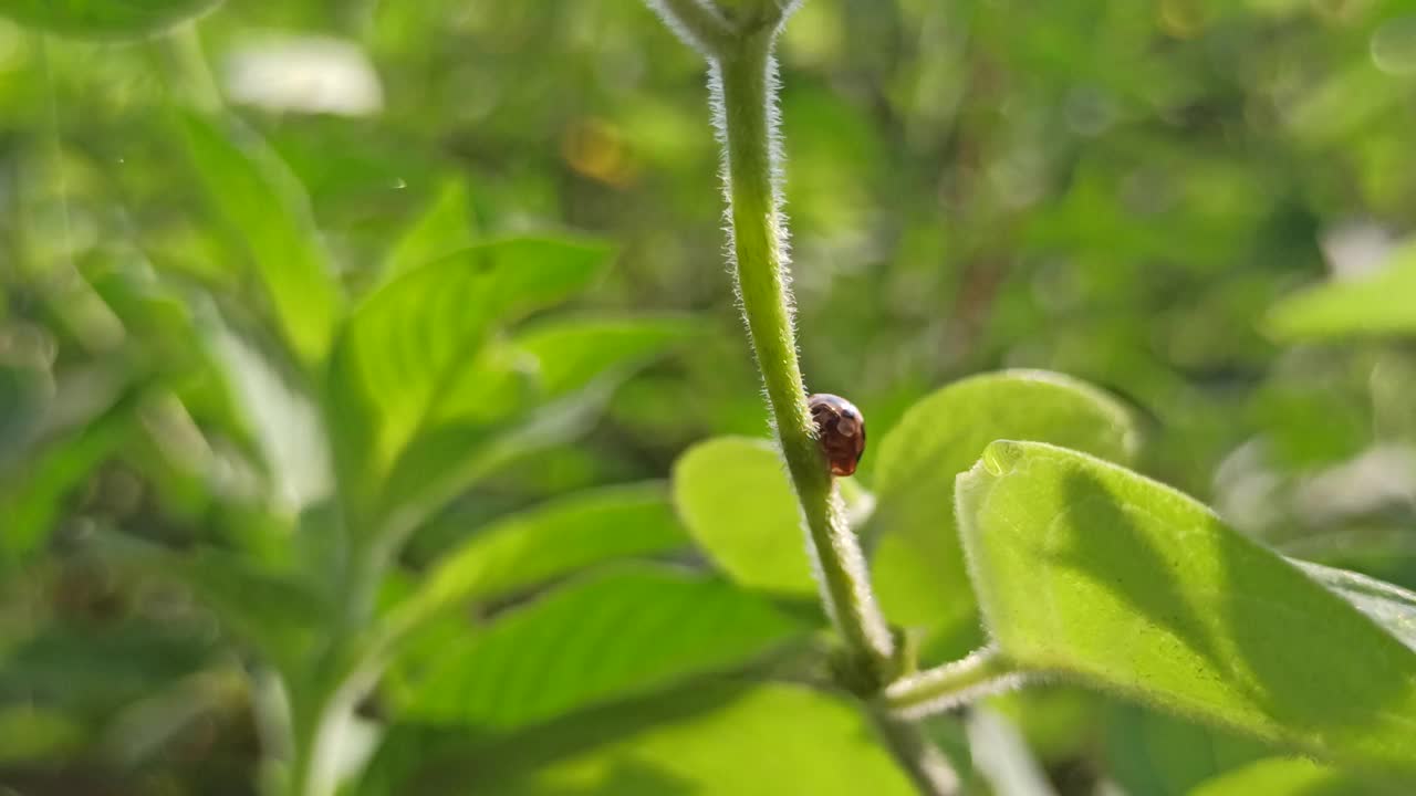 瓢虫视频下载