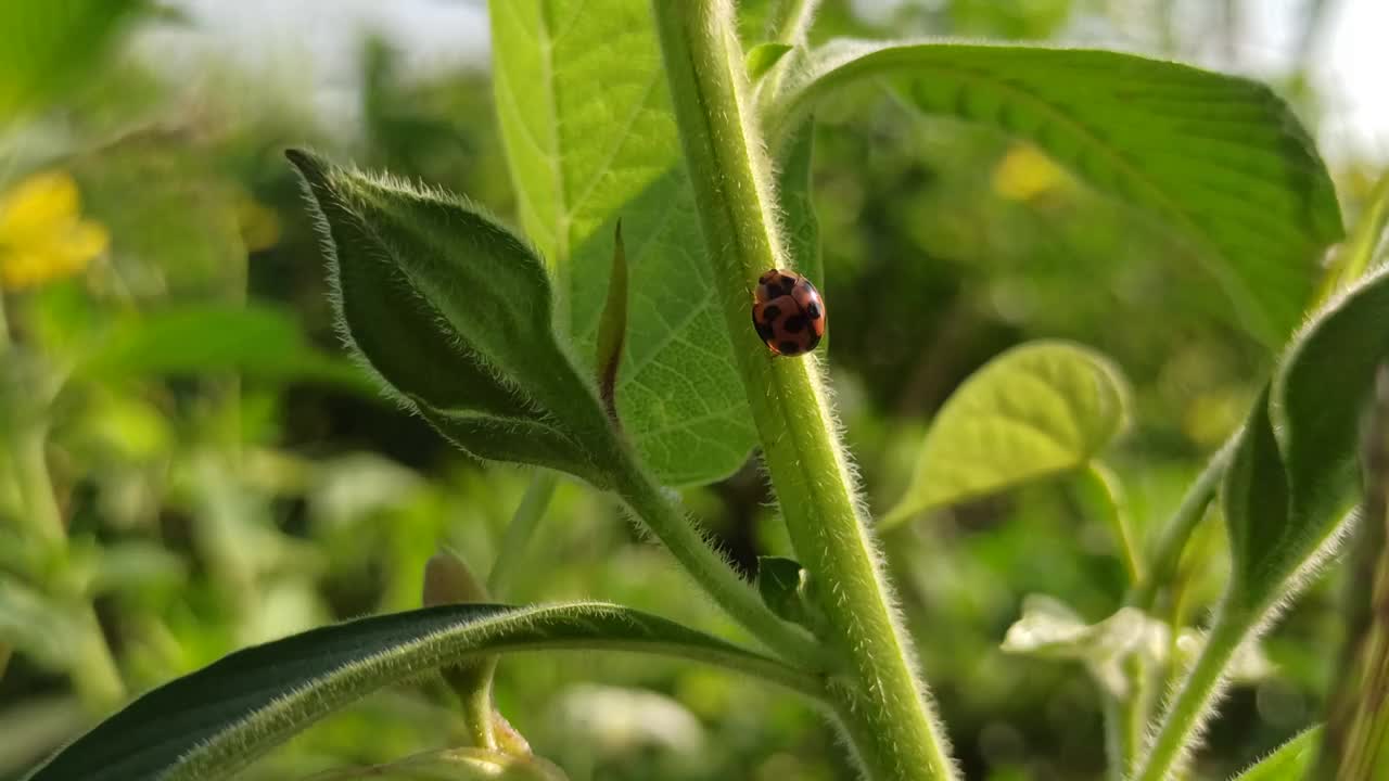 瓢虫视频下载