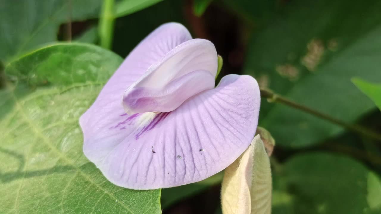 豌豆花视频下载