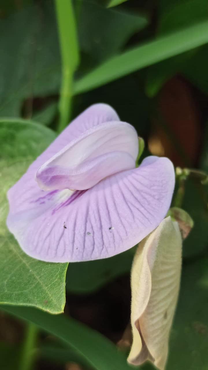 豌豆花视频下载