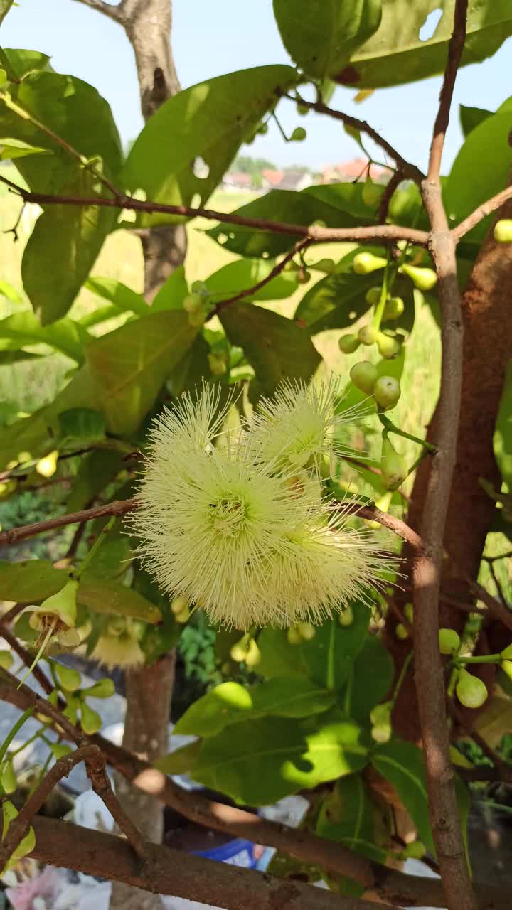 水杨花视频下载