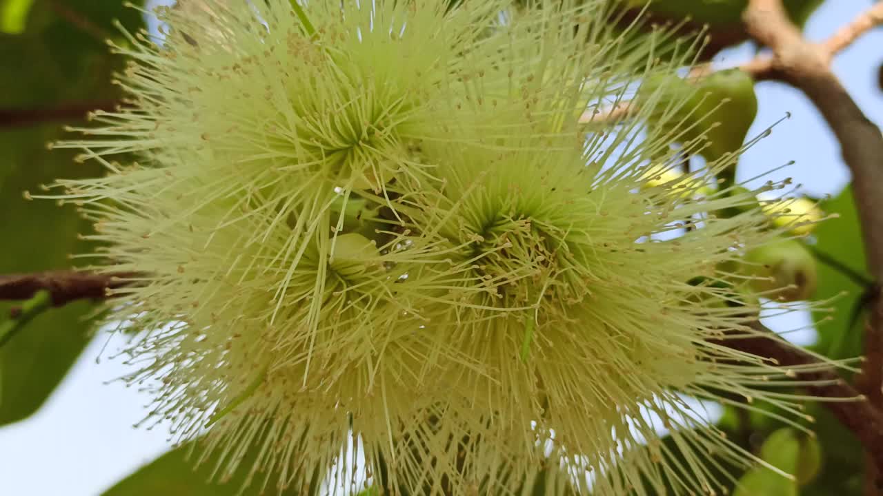 水杨花视频素材