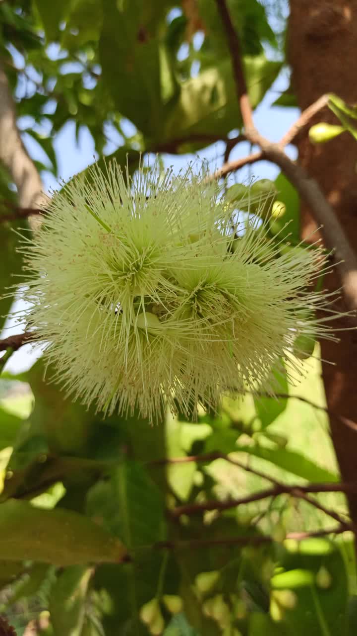 水杨花视频素材