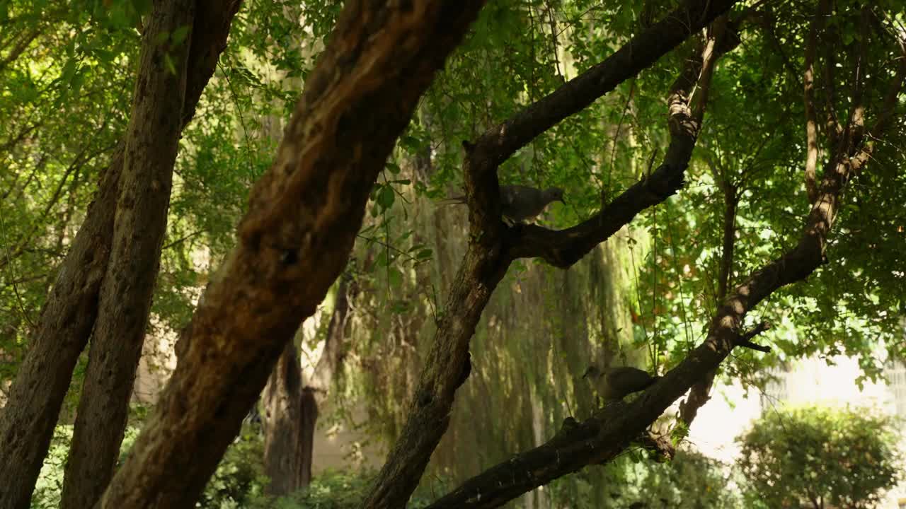 鸟儿栖息在葱郁的草木间的树枝上视频下载