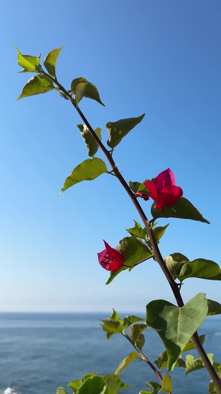 三角梅上碧海岸，垂影。视频下载