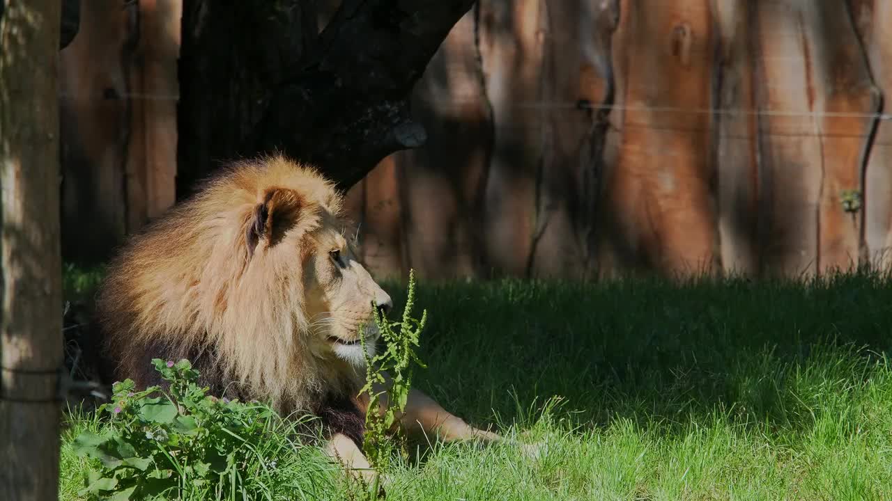 狮子(Panthera leo)是美洲豹属四种大型猫科动物之一视频下载