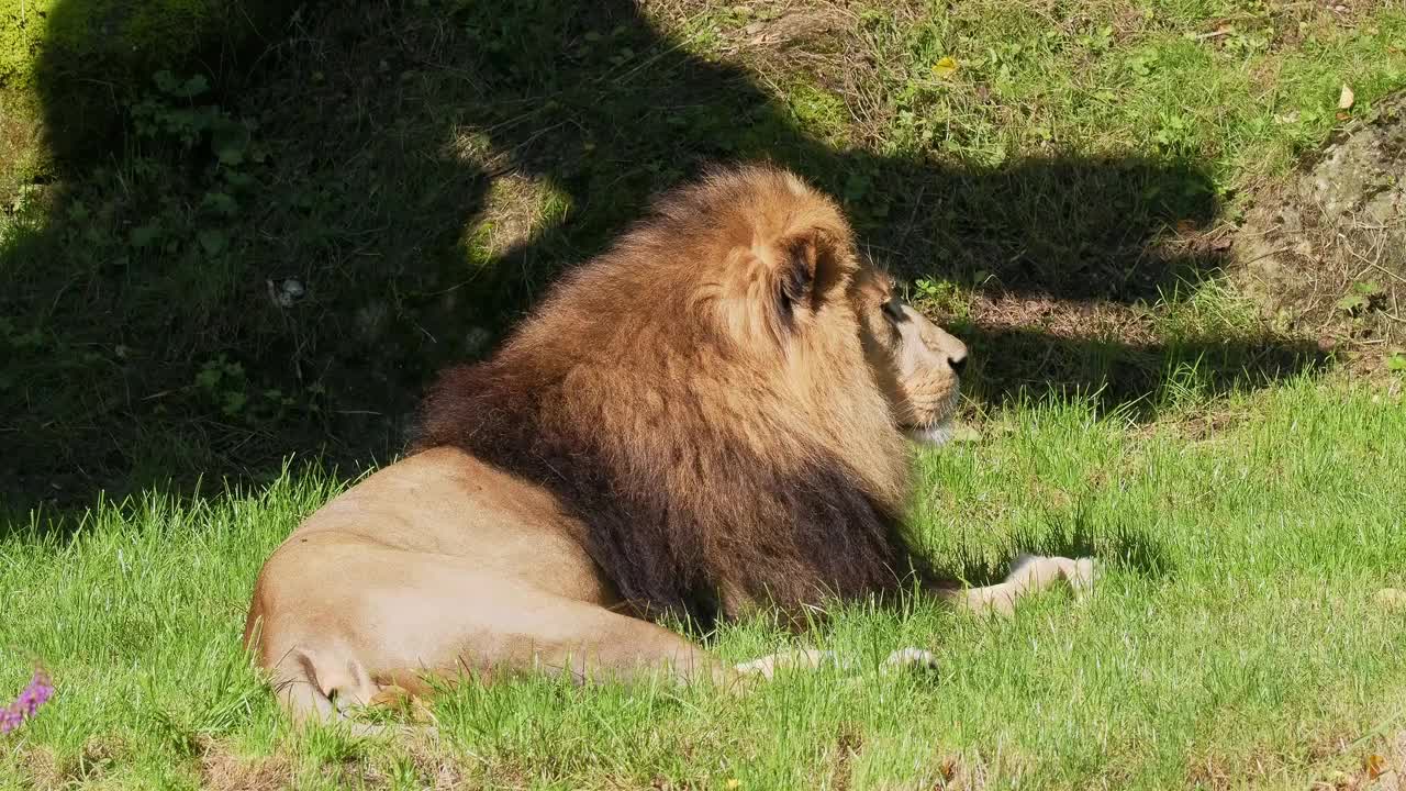 狮子(Panthera leo)是美洲豹属四种大型猫科动物之一视频下载