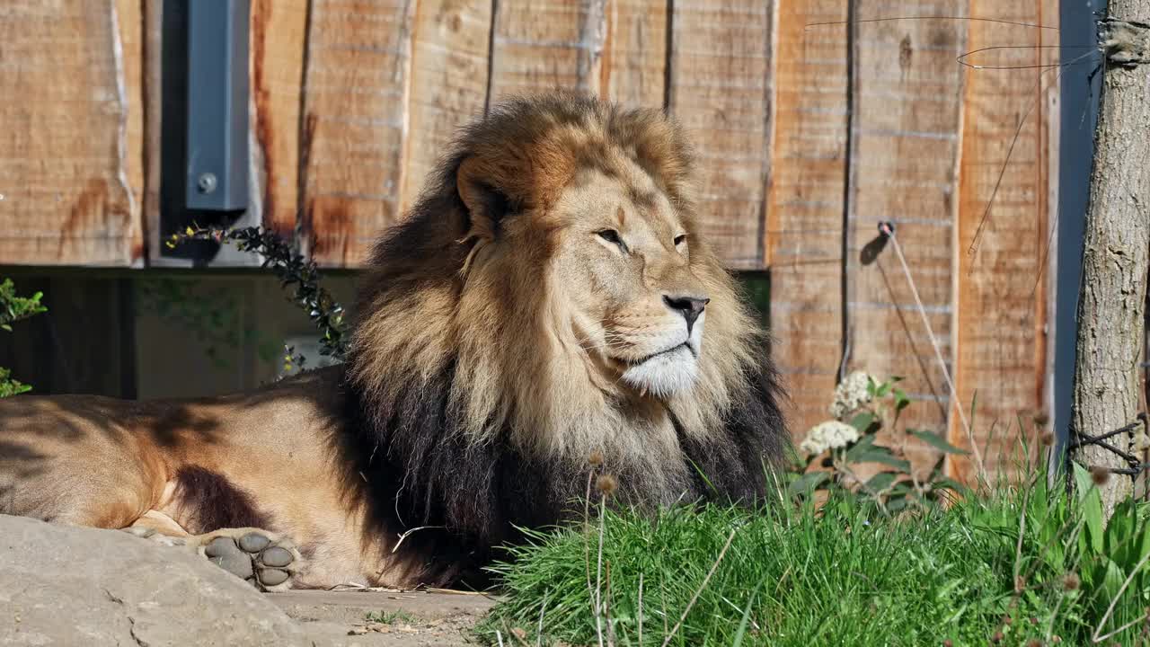 狮子(Panthera leo)是美洲豹属四种大型猫科动物之一视频下载